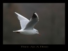 Free As A Bird  © 2025 René Göke